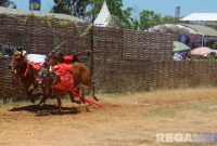 Caption: sepasang sapi karap melaju pesat di jalur arena karapan sapi, di Desa Murtajih Kabupaten Pamekasan, (dok. regamedianews). 