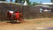 Caption: sepasang sapi karap melaju pesat di jalur arena karapan sapi, di Desa Murtajih Kabupaten Pamekasan, (dok. regamedianews). 