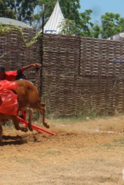 Karapan Sapi Pamekasan: Lestarikan Tradisi, Gerakkan Ekonomi UMKM