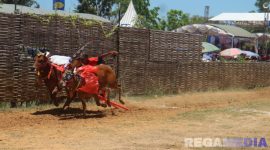 Caption: sepasang sapi karap melaju pesat di jalur arena karapan sapi, di Desa Murtajih Kabupaten Pamekasan, (dok. regamedianews). 