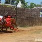 Caption: sepasang sapi karap melaju pesat di jalur arena karapan sapi, di Desa Murtajih Kabupaten Pamekasan, (dok. regamedianews). 