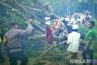 Caption: tampak polisi bersama warga Palengaan Laok, mengevakuasi pohon tumbang akibat diterjang angin puting beliung, (dok. regamedianews). 