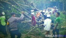 Caption: tampak polisi bersama warga Palengaan Laok, mengevakuasi pohon tumbang akibat diterjang angin puting beliung, (dok. regamedianews). 