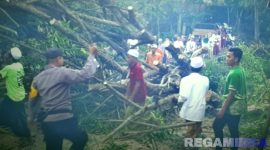 Caption: tampak polisi bersama warga Palengaan Laok, mengevakuasi pohon tumbang akibat diterjang angin puting beliung, (dok. regamedianews). 