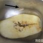 Caption: tanda panah, seekor belatung yang masih hidup berkeliaran di ompreng MBG, (dok. regamedianews). 