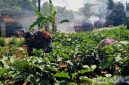 Caption: Koptu Imam Hambali, Babinsa dari Koramil 0826-08 Palengaan, melakukan komunikasi sosial dan pendampingan kepada petani, (dok. regamedianews). 