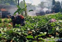 Caption: Koptu Imam Hambali, Babinsa dari Koramil 0826-08 Palengaan, melakukan komunikasi sosial dan pendampingan kepada petani, (dok. regamedianews). 