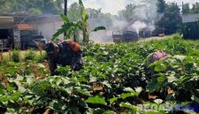 Caption: Koptu Imam Hambali, Babinsa dari Koramil 0826-08 Palengaan, melakukan komunikasi sosial dan pendampingan kepada petani, (dok. regamedianews). 
