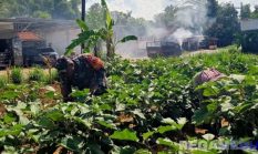 Babinsa Dukung Ekonomi Lokal Lewat Pendampingan Petani Palengaan