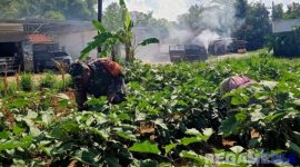 Caption: Koptu Imam Hambali, Babinsa dari Koramil 0826-08 Palengaan, melakukan komunikasi sosial dan pendampingan kepada petani, (dok. regamedianews). 