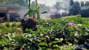 Babinsa Dukung Ekonomi Lokal Lewat Pendampingan Petani Palengaan