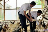 Caption: panen perdana puluhan telur hasil budidaya ayam petelur, dongkrak ketahanan pangan nasional, (dok. foto istimewa). 