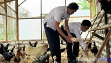 Caption: panen perdana puluhan telur hasil budidaya ayam petelur, dongkrak ketahanan pangan nasional, (dok. foto istimewa). 