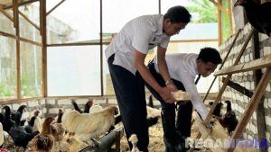 Dukung Ketahanan Pangan Melalui Budidaya Ayam Petelur
