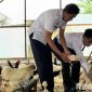 Caption: panen perdana puluhan telur hasil budidaya ayam petelur, dongkrak ketahanan pangan nasional, (dok. foto istimewa). 