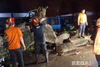 Caption: proses evakuasi oleh personel BPBD Sampang terhadap pohon besar yang tumbang menimpa sebagian atap ruang SDN Asemraja 1 Jrengik dilakukan hingga malam, (dok. Harry, Rega Media). 