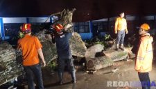 Caption: personel BPBD Sampang tengah melakukan proses evakusi pohon besar yang tumbang menimpa sebagian atap ruang kelas SDN Asemraja 1 Kecamatan Jrengik, (dok. Harry, Rega Media). 
