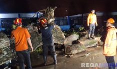 Sampang Dihantam Badai, Pohon Tumbang Timpa Rumah dan Sekolah