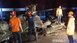 Caption: proses evakuasi oleh personel BPBD Sampang terhadap pohon besar yang tumbang menimpa sebagian atap ruang SDN Asemraja 1 Jrengik dilakukan hingga malam, (dok. Harry, Rega Media). 
