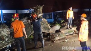 Sampang Dihantam Badai, Pohon Tumbang Timpa Rumah dan Sekolah