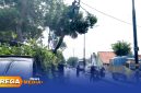 Caption: tampak petugas DLH Perkim Sampang melakukan pemotohan dahan pohon rawan patah di Jalan Diponegoro Banyuanyar, (dok. Icha Rega Media). 