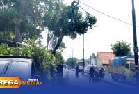 Caption: tampak petugas DLH Perkim Sampang melakukan pemotohan dahan pohon rawan patah di jalan Diponegoro Banyuanyar, (dok. Icha Rega Media). 