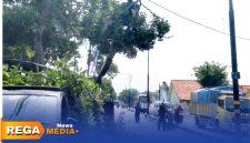Caption: tampak petugas DLH Perkim Sampang melakukan pemotohan dahan pohon rawan patah di Jalan Diponegoro Banyuanyar, (dok. Icha Rega Media). 