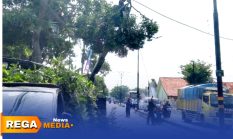 Antisipasi Cuaca Ekstrem, DLH Sampang Pangkas Pohon Rawan Tumbang