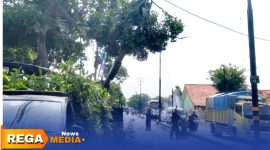Caption: tampak petugas DLH Perkim Sampang melakukan pemotohan dahan pohon rawan patah di jalan Diponegoro Banyuanyar, (dok. Icha Rega Media). 