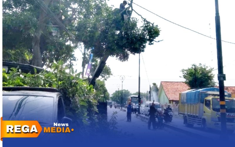 Caption: tampak petugas DLH Perkim Sampang melakukan pemotohan dahan pohon rawan patah di jalan Diponegoro Banyuanyar, (dok. Icha Rega Media). 
