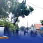 Caption: tampak petugas DLH Perkim Sampang melakukan pemotohan dahan pohon rawan patah di jalan Diponegoro Banyuanyar, (dok. Icha Rega Media). 