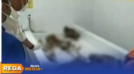 Caption: potongan video amatir, tulang tengkorak manusia dilakukan pemeriksaan awal di ruang mayat RSUD dr.Mohammad Zyn Sampang, (dok. Harry Rega Media). 