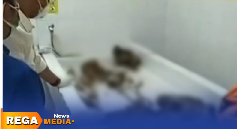 foto slider headline